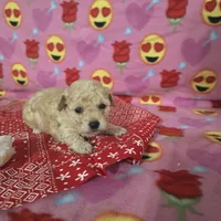 Layla, a female Poodle - Toy  for sale in Grabill, IN – Photo 7 of 8