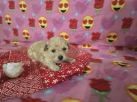 Layla, a female Poodle - Toy  for sale in Grabill, IN – Photo 7 of 8