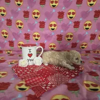 Layla, a female Poodle - Toy  for sale in Grabill, IN – Photo 4 of 8