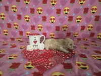 Layla, a female Poodle - Toy  for sale in Grabill, IN – Photo 4 of 8