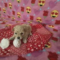 Layla, a female Poodle - Toy  for sale in Grabill, IN – Photo 3 of 8