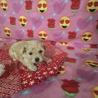 Layla, a female Poodle - Toy  for sale in Grabill, IN – Photo 2 of 8