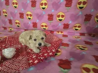 Layla, a female Poodle - Toy  for sale in Grabill, IN – Photo 2 of 8