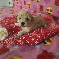 Layla, a female Poodle - Toy  for sale in Grabill, IN – Photo 1 of 8