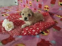 Layla, a female Poodle - Toy  for sale in Grabill, IN – Photo 1 of 8