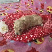 Layla, a female Poodle - Toy  for sale in Grabill, IN – Photo 6 of 8