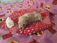 Layla, a female Poodle - Toy  for sale in Grabill, IN – Photo 6 of 8