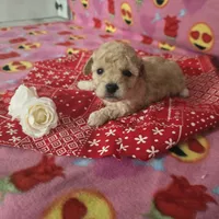 Layla, a female Poodle - Toy  for sale in Grabill, IN – Photo 5 of 8