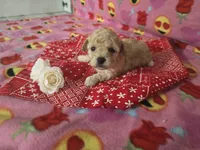 Layla, a female Poodle - Toy  for sale in Grabill, IN – Photo 5 of 8