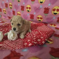 Layla, a female Poodle - Toy  for sale in Grabill, IN – Photo 8 of 8