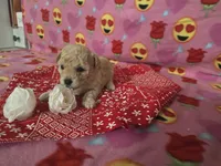 Layla, a female Poodle - Toy  for sale in Grabill, IN – Photo 8 of 8