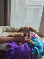 Cleo (Toy)AKC Vet clear, a male Poodle - Toy  for sale in Grabill, IN – Photo 6 of 8