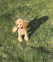 Cleo (Toy)AKC Vet clear, a male Poodle - Toy  for sale in Grabill, IN – Photo 1 of 8