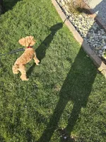 Cleo (Toy)AKC Vet clear, a male Poodle - Toy  for sale in Grabill, IN – Photo 5 of 8