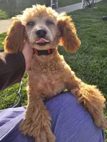 Cleo (Toy)AKC Vet clear, a male Poodle - Toy  for sale in Grabill, IN – Photo 3 of 8