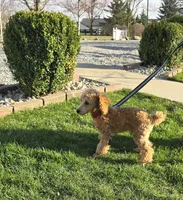 Cleo (Toy)AKC Vet clear, a male Poodle - Toy  for sale in Grabill, IN – Photo 4 of 8