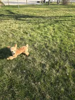 Cleo (Toy)AKC Vet clear, a male Poodle - Toy  for sale in Grabill, IN – Photo 8 of 8