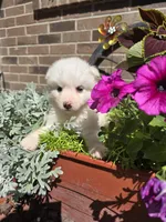 Tara, a female American Eskimo for sale in Grabill, IN – Photo 3 of 9