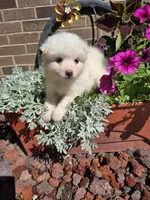 Tara, a female American Eskimo for sale in Grabill, IN – Photo 1 of 9