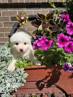 Tara, a female American Eskimo for sale in Grabill, IN – Photo 7 of 9