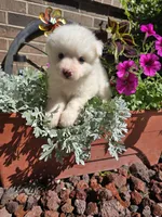 Tara, a female American Eskimo for sale in Grabill, IN – Photo 5 of 9