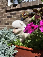 Tara, a female American Eskimo for sale in Grabill, IN – Photo 4 of 9
