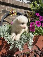 Tara, a female American Eskimo for sale in Grabill, IN – Photo 8 of 9
