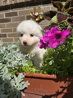 Tara, a female American Eskimo for sale in Grabill, IN – Photo 9 of 9