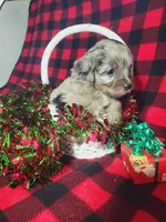 Tessa, a female Toy Australian Shepherd and Miniature Aussiedoodle for sale in Grabill, IN – Photo 8 of 9