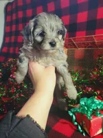 Tessa, a female Toy Australian Shepherd and Miniature Aussiedoodle for sale in Grabill, IN – Photo 3 of 9