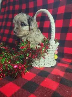 Tessa, a female Toy Australian Shepherd and Miniature Aussiedoodle for sale in Grabill, IN – Photo 5 of 9