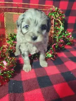 Tessa, a female Toy Australian Shepherd and Miniature Aussiedoodle for sale in Grabill, IN – Photo 6 of 9