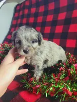 Tessa, a female Toy Australian Shepherd and Miniature Aussiedoodle for sale in Grabill, IN – Photo 2 of 9