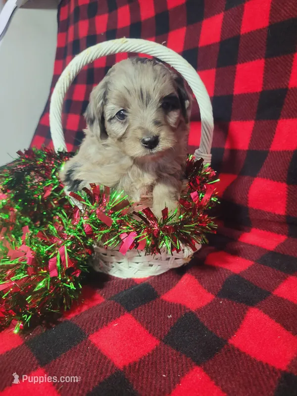 Tessa, a female Toy Australian Shepherd and Miniature Aussiedoodle for sale in Grabill, IN – Photo 1 of 9