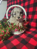 Tessa, a female Toy Australian Shepherd and Miniature Aussiedoodle for sale in Grabill, IN – Photo 1 of 9