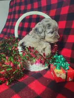 Tessa, a female Toy Australian Shepherd and Miniature Aussiedoodle for sale in Grabill, IN – Photo 9 of 9
