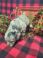 Tessa, a female Toy Australian Shepherd and Miniature Aussiedoodle for sale in Grabill, IN – Photo 4 of 9