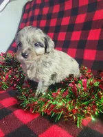 Tessa, a female Toy Australian Shepherd and Miniature Aussiedoodle for sale in Grabill, IN – Photo 7 of 9