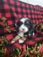 Annabelle, a female Poodle - Miniature  and Miniature Aussiedoodle for sale in Grabill, IN – Photo 9 of 10