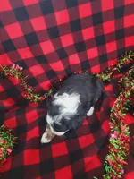 Annabelle, a female Poodle - Miniature  and Miniature Aussiedoodle for sale in Grabill, IN – Photo 8 of 10