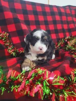 Annabelle, a female Poodle - Miniature  and Miniature Aussiedoodle for sale in Grabill, IN – Photo 4 of 10