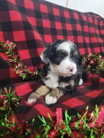 Annabelle, a female Poodle - Miniature  and Miniature Aussiedoodle for sale in Grabill, IN – Photo 7 of 10