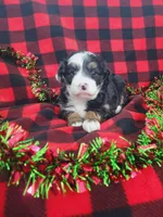 Annabelle, a female Poodle - Miniature  and Miniature Aussiedoodle for sale in Grabill, IN – Photo 6 of 10