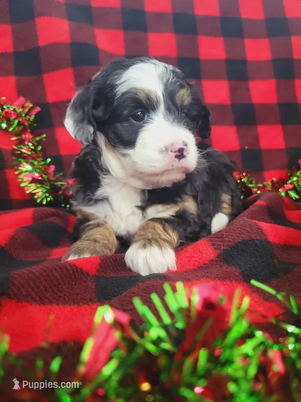 Annabelle, a female Poodle - Miniature  and Miniature Aussiedoodle for sale in Grabill, IN – Photo 1 of 10