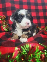 Annabelle, a female Poodle - Miniature  and Miniature Aussiedoodle for sale in Grabill, IN – Photo 1 of 10