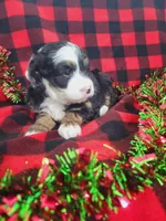 Annabelle, a female Poodle - Miniature  and Miniature Aussiedoodle for sale in Grabill, IN – Photo 5 of 10