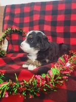 Annabelle, a female Poodle - Miniature  and Miniature Aussiedoodle for sale in Grabill, IN – Photo 10 of 10