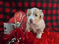 Jackson (Blue Eyes), a male Miniature Australian Shepherd for sale in Grabill, IN – Photo 4 of 10