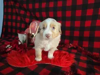 Jackson (Blue Eyes), a male Miniature Australian Shepherd for sale in Grabill, IN – Photo 6 of 10