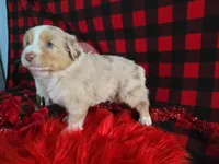 Jackson (Blue Eyes), a male Miniature Australian Shepherd for sale in Grabill, IN – Photo 10 of 10